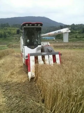 밀 재배 파종 밀도 월동 관리 도복 방지_10