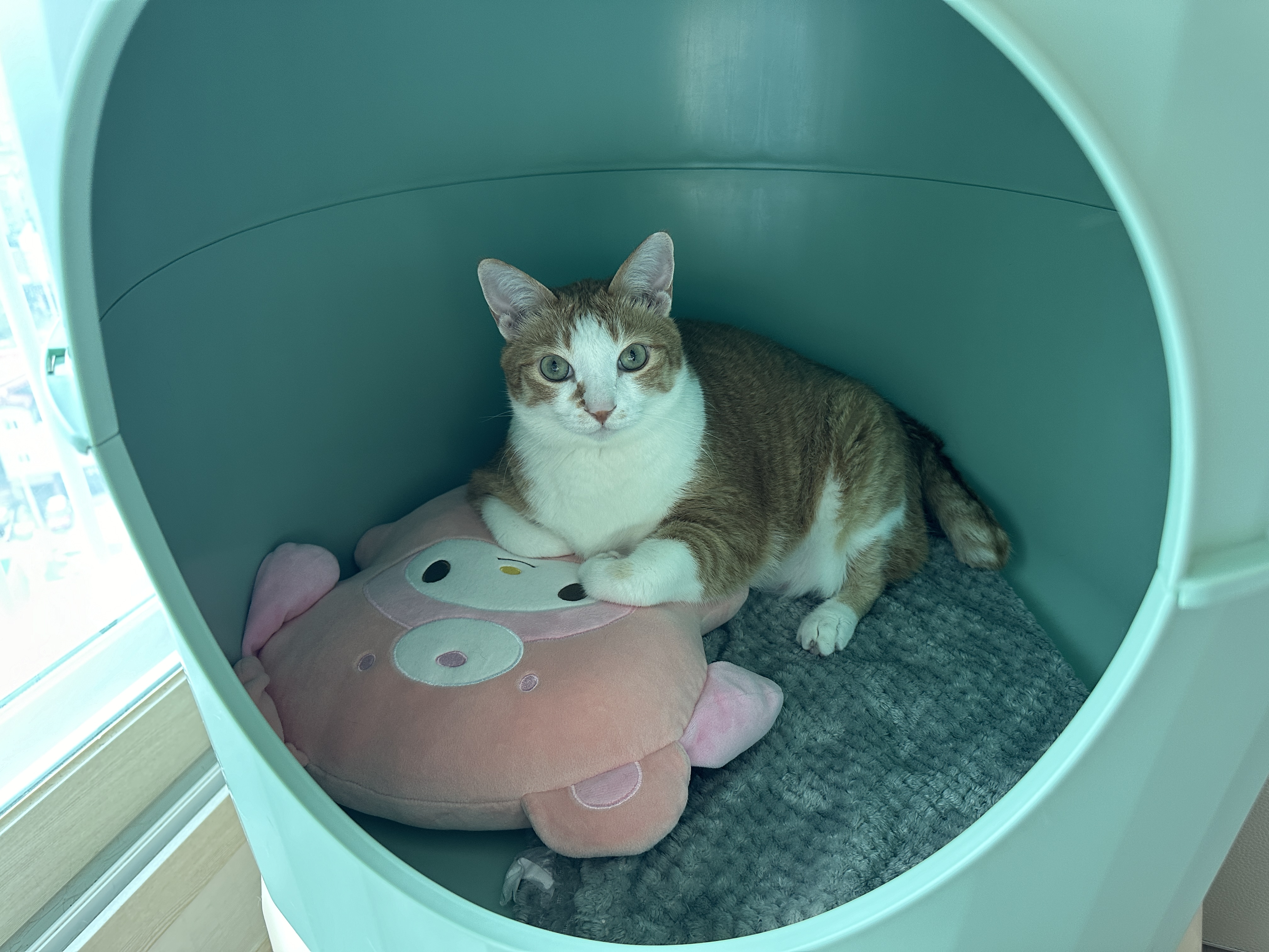 하우스에_넣어준_인형에_기대고_자리_잡고_있는_호야_1