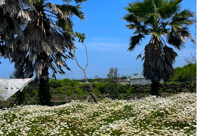 비체올린 샤스타데이지