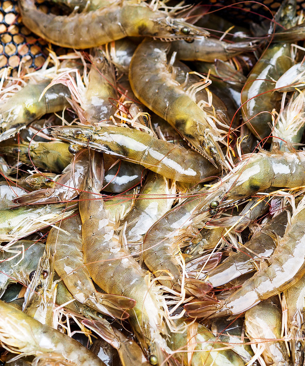 새우 효능 및 부작용