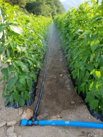 작두콩 재배 지지대 설치 덩굴 유인 건조 보관_32