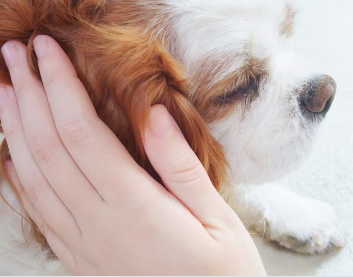 애견의 피부병을 조기에 발견하는 요령.