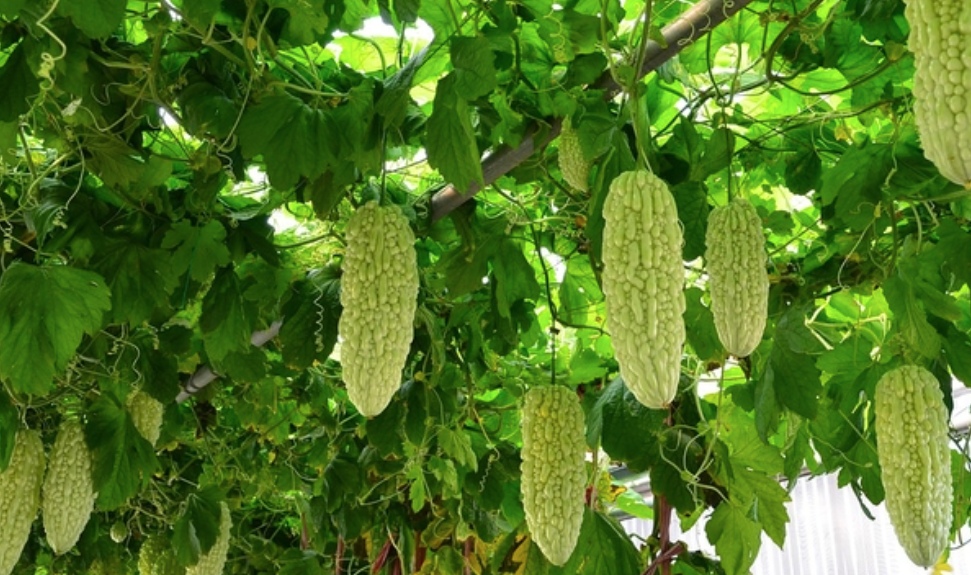 여주