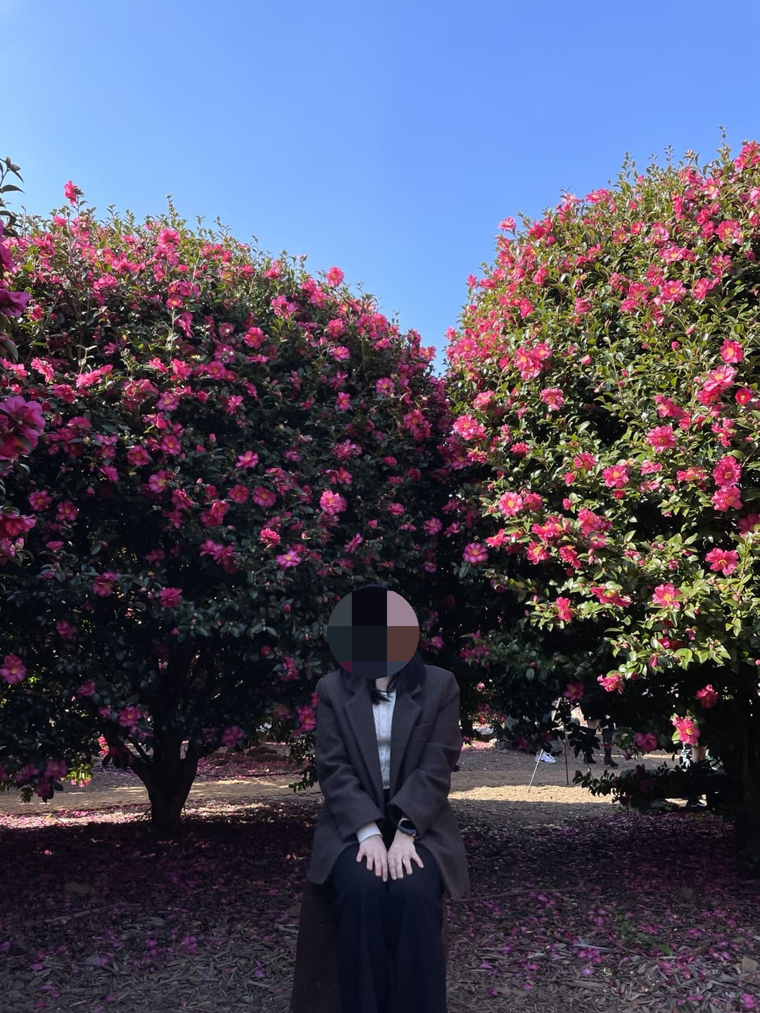 서귀포 동백포레스트