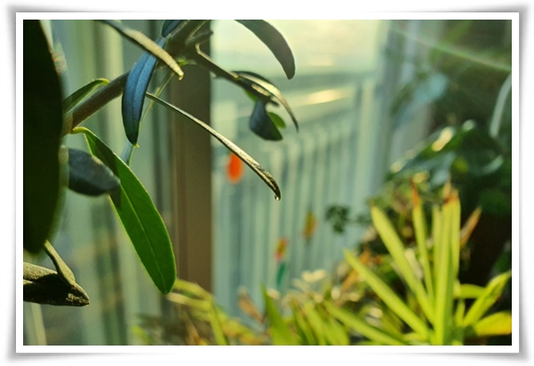 "올리브나무 키우기" 집에서 즐기는 지중해의 향기 정원!