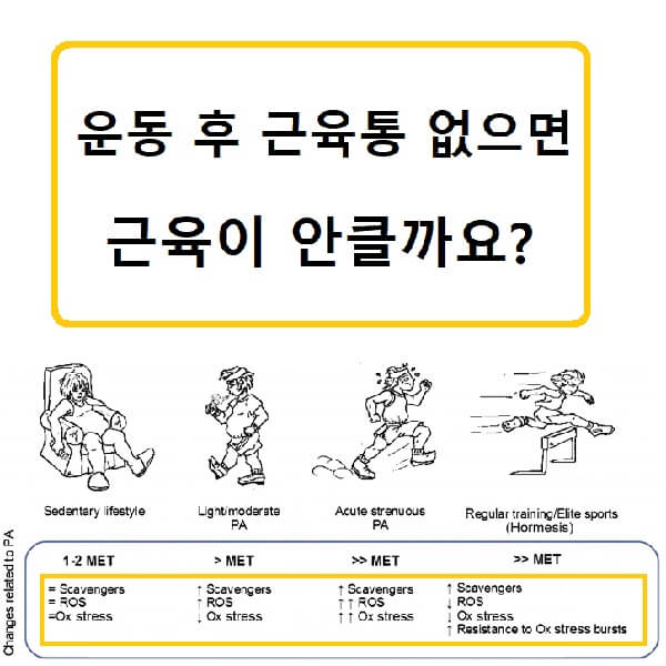 근육통과-근성장의-연관성-썸네일