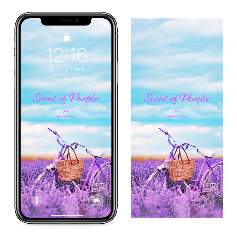 02 보라색 자전거 C - Scent Of Purple 아이폰보라색배경화면