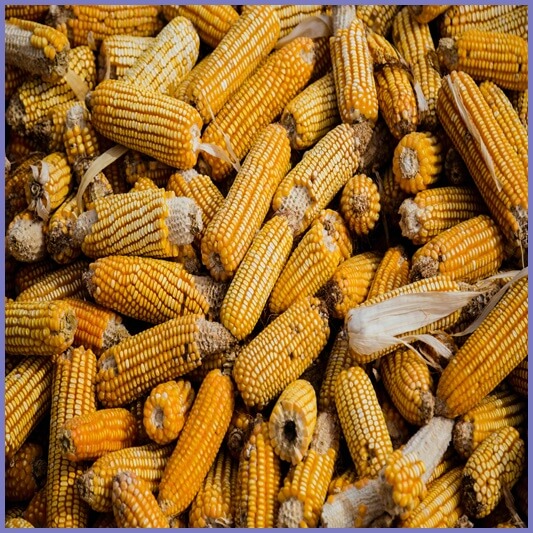 옥수수