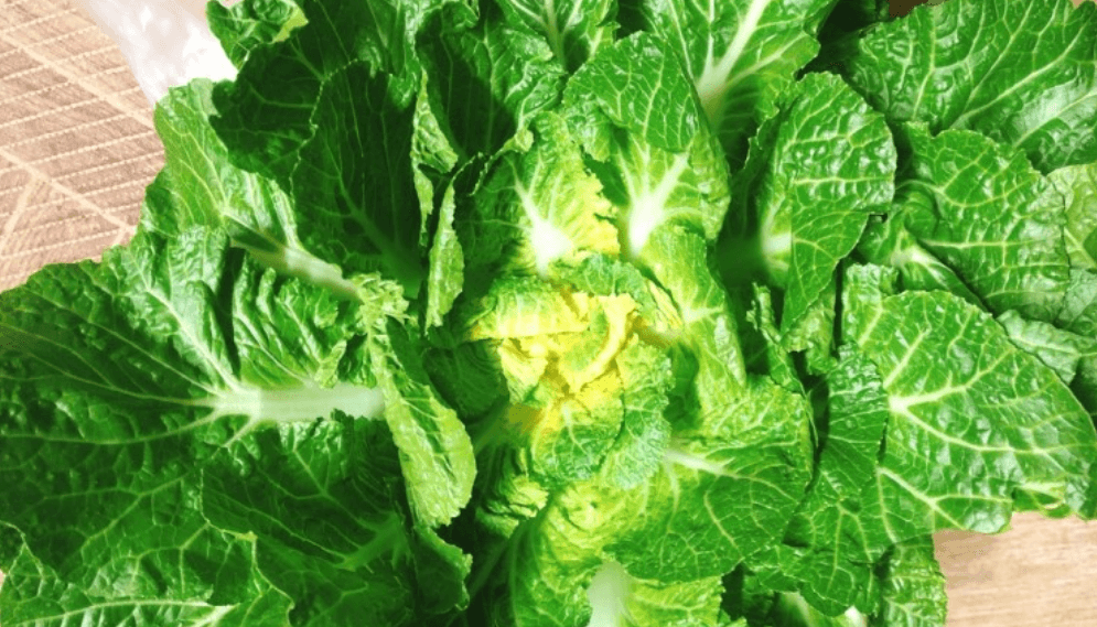 2월 제철 음식 봄동 한포기가 놓여 있다