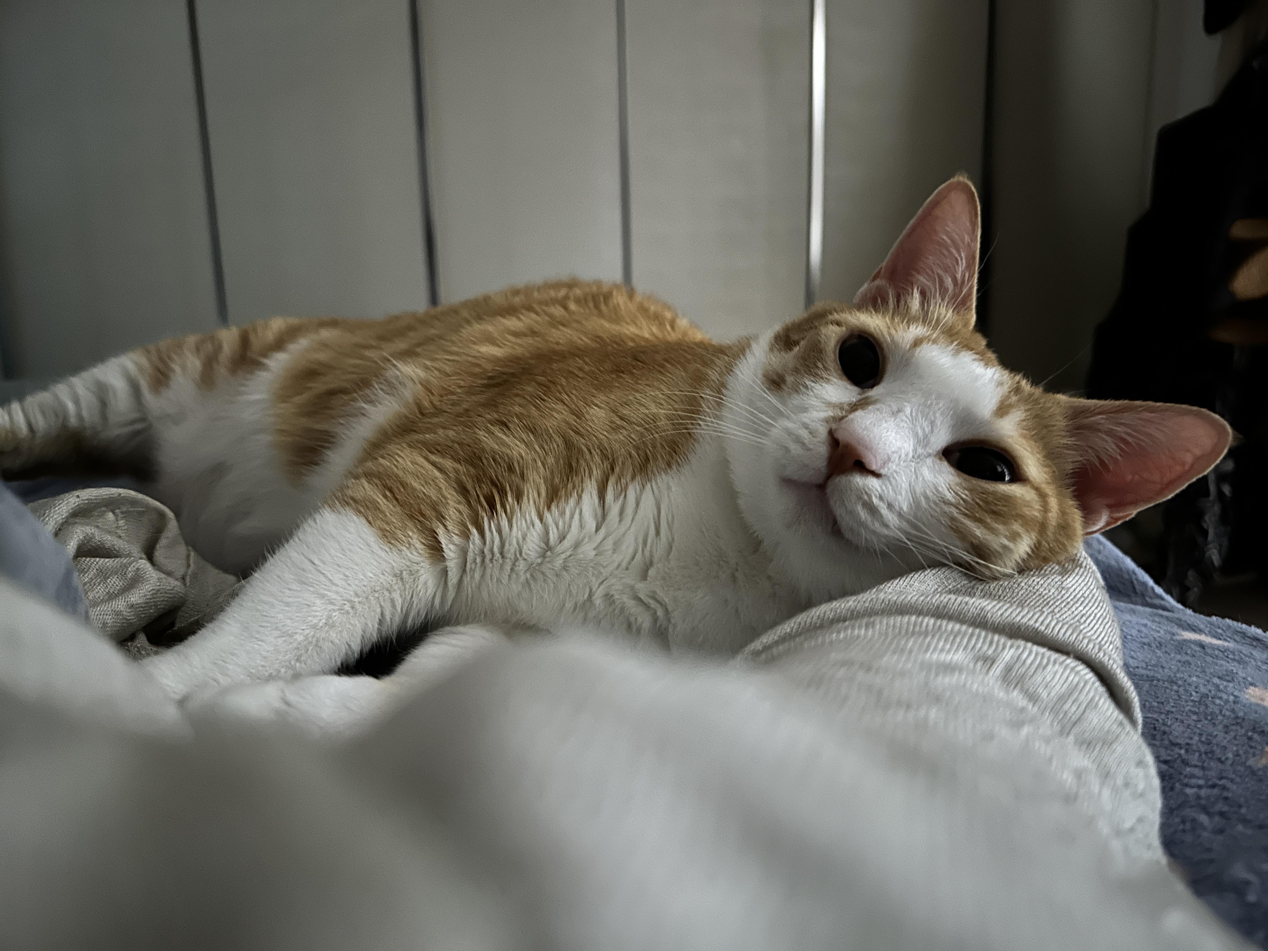 집사한테 자꾸만 필살기 쓰는 호야 (feat. BGM은 골골송)