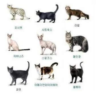 고양이 수명 평균 품종별 집고양이_32