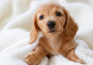 출처 구글이미지 강아지 사진