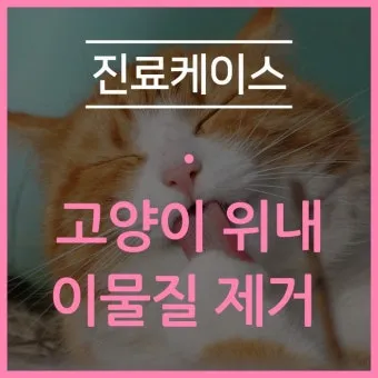 "고양이