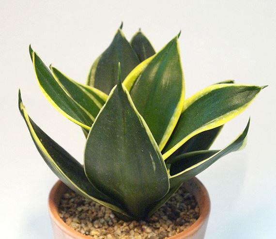 산세베리아 슈퍼바