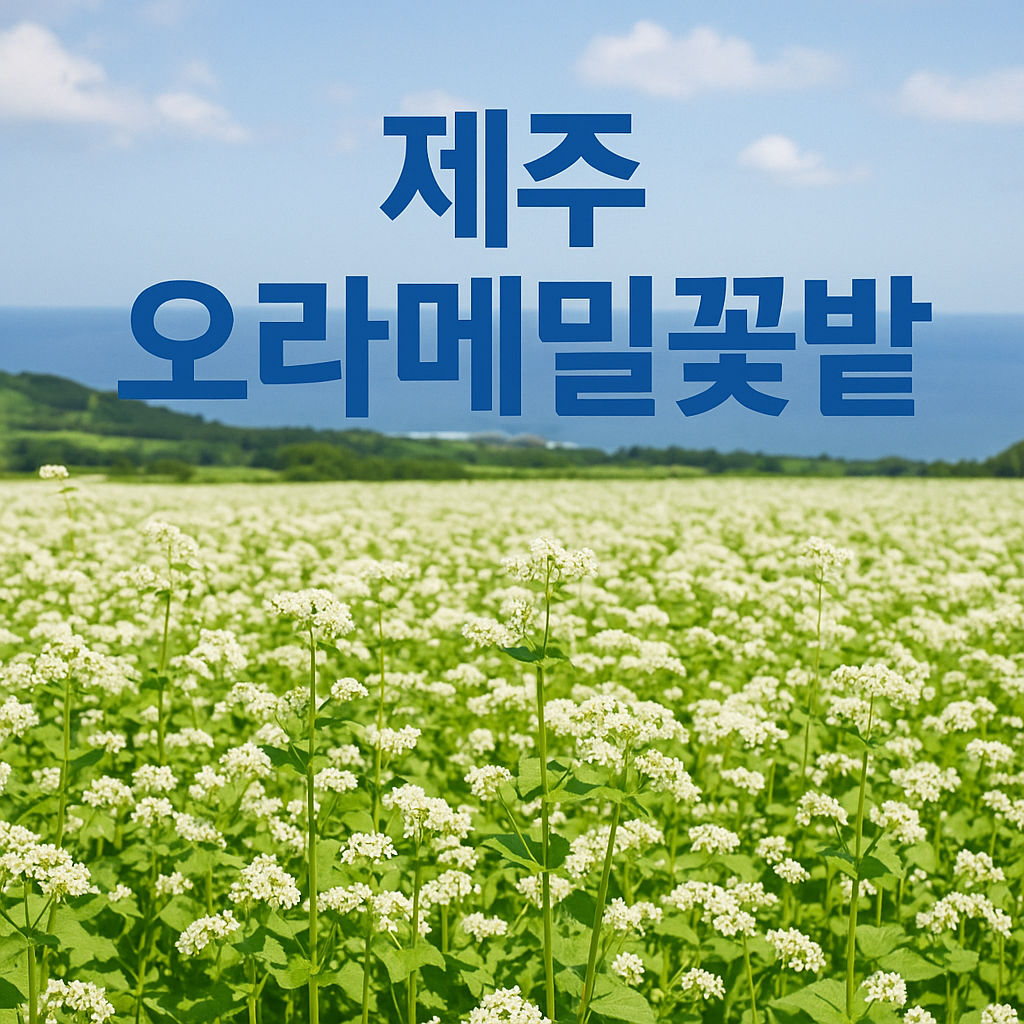 제주 오라메밀꽃밭