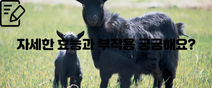 흑염소 효능과 부작용