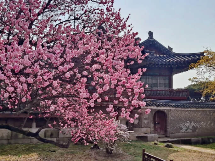 창덕궁 홍매화 개화 시기 명당 주차 팁 및 주변 맛집 카페 완벽 가이드 사진