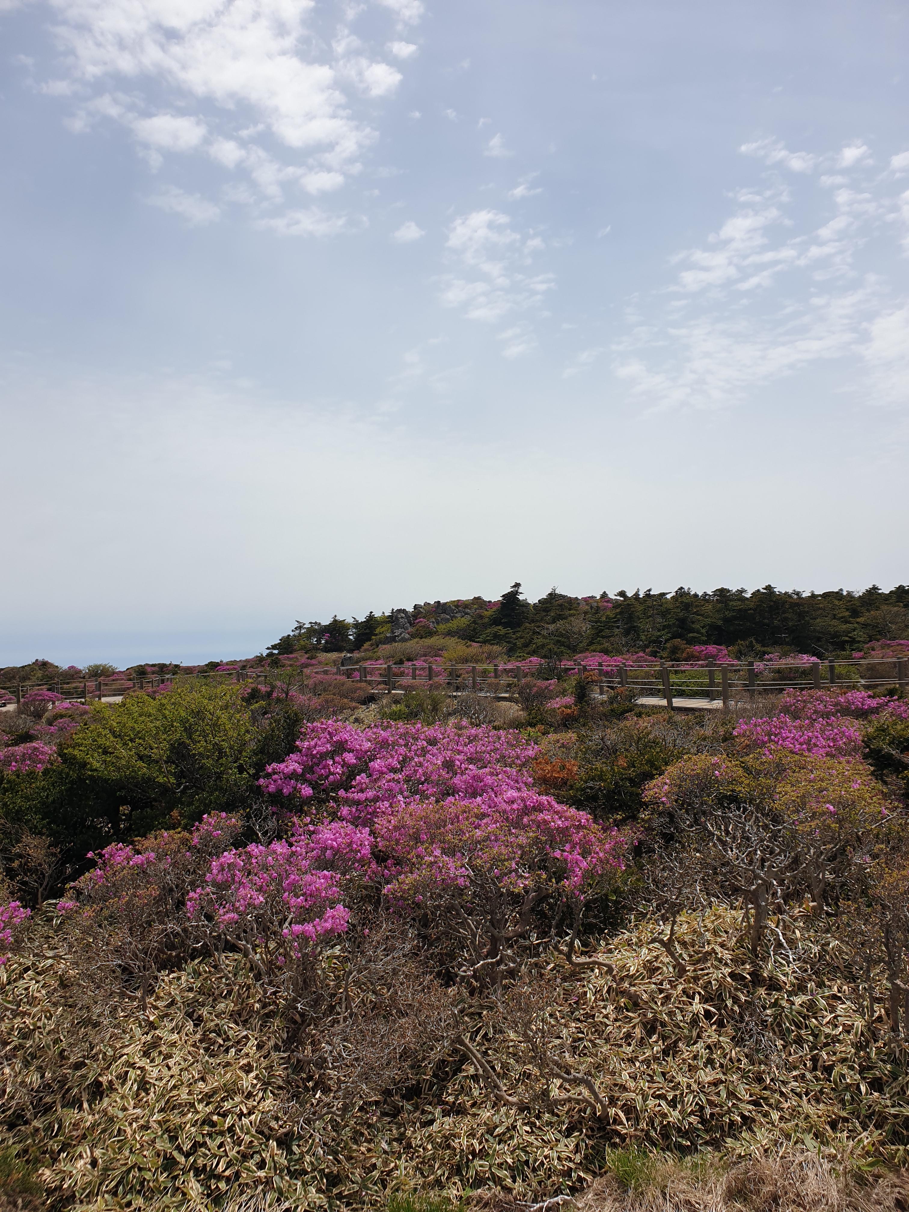 제주 한라산 등반 예약 방법