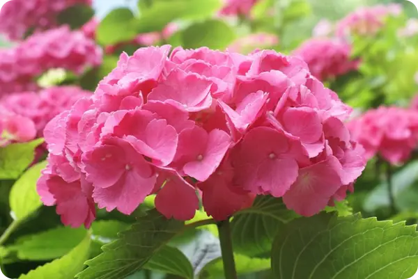 장생포 수국축제