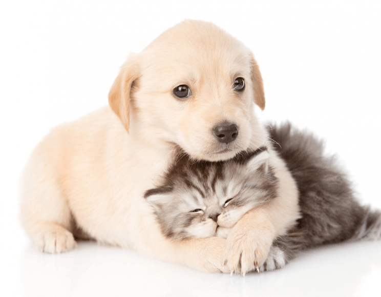 평화로운 강아지 고양이