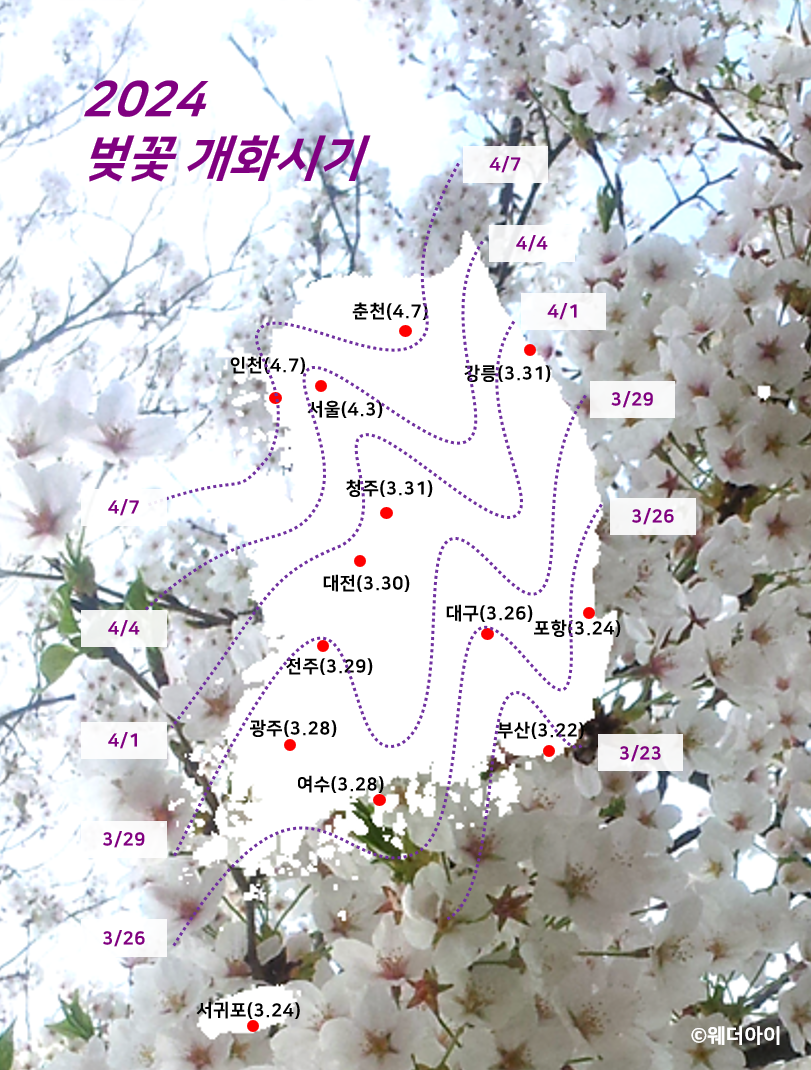 2024 벛꽃 개화시기 시작일 절정일