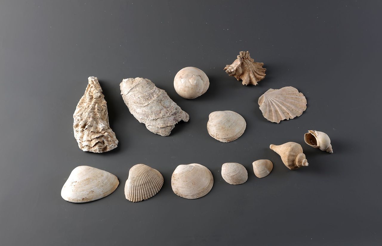 동삼동 패총 전시관