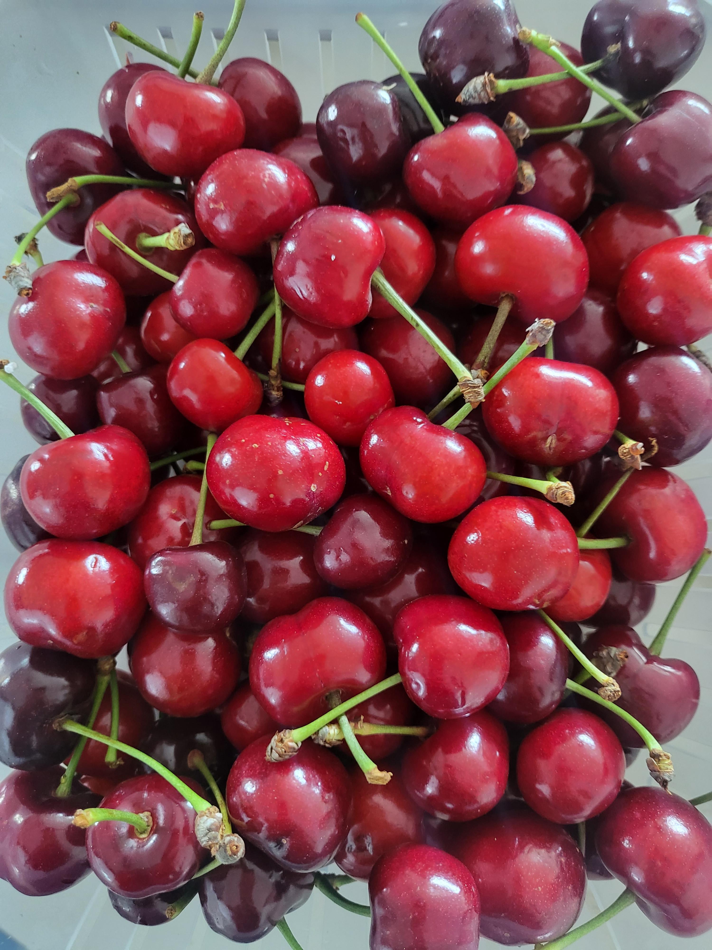 농장에서 수확한 체리