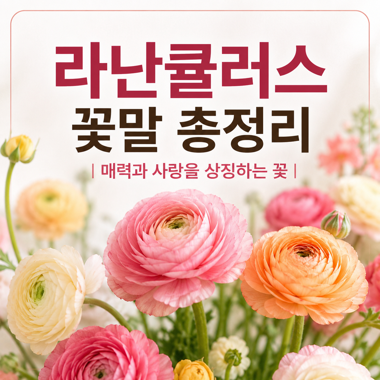 라난큘러스 꽃말
