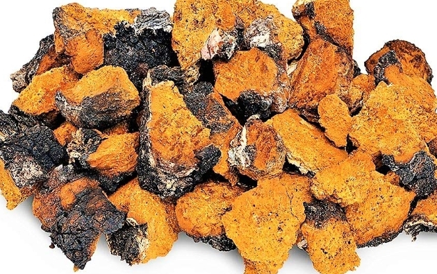 차가버섯 효능 및 부작용