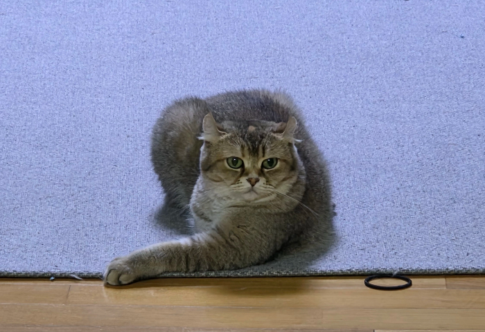 노령 반려동물 종합 건강관리 가이드