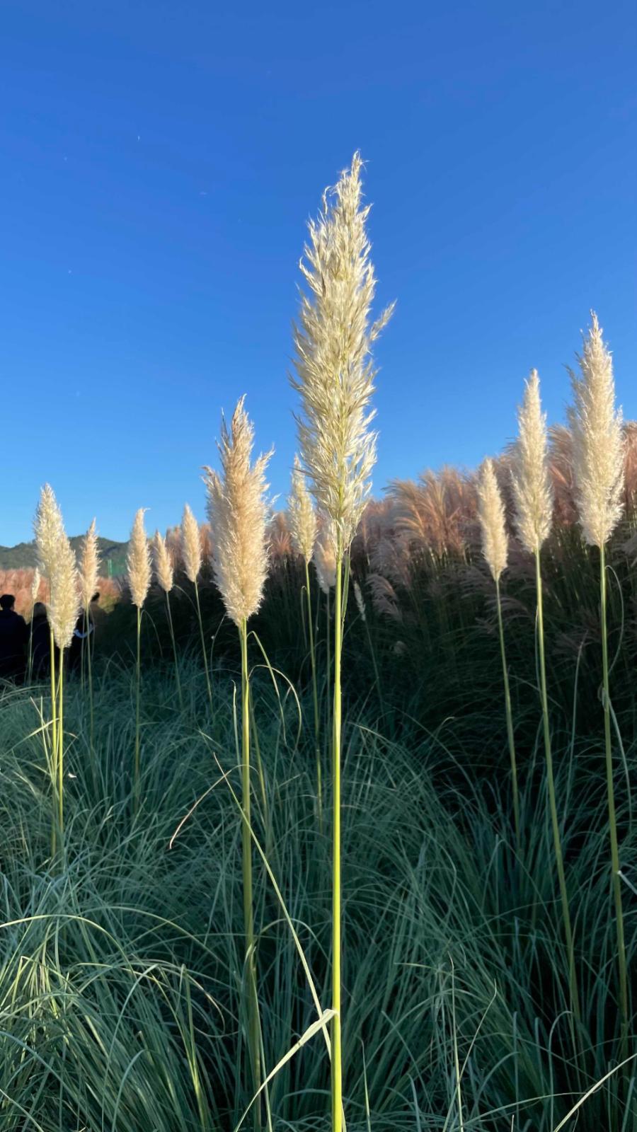 양주 나리농원 꽃 축제