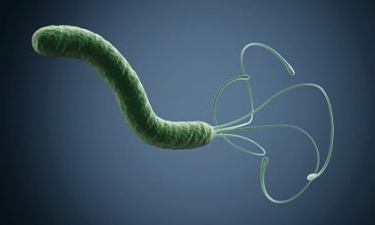 헬리코박터균 감염의 치료 