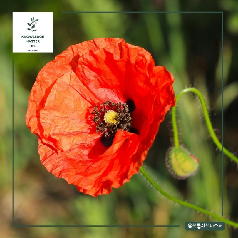 법적 규제와 관상용 양귀비의 합법성