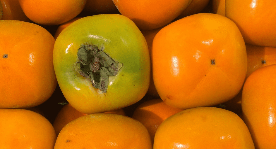 감 효능에 관련된 감 사진 - 14