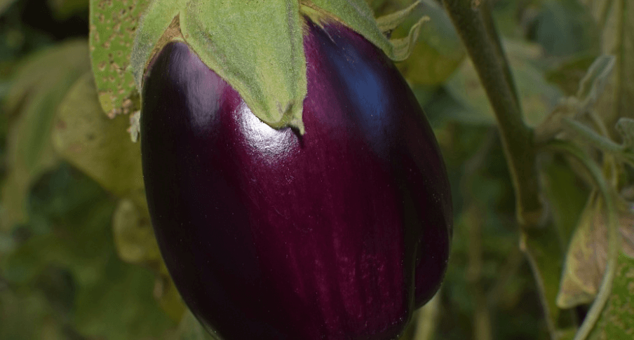 채소 가지 사진 - 13