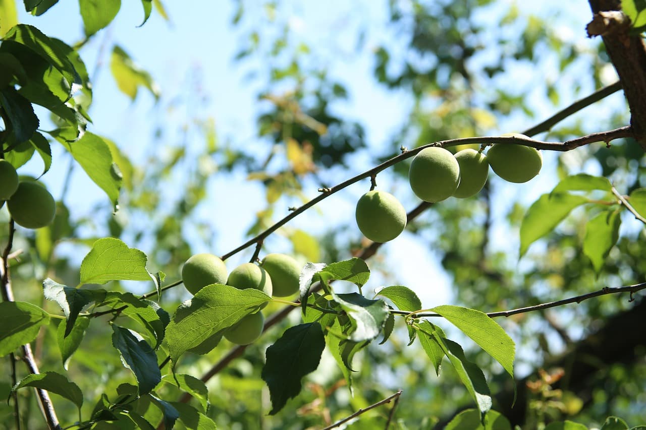 매실청 숙성기간