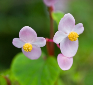 겨울 꽃 베고니아