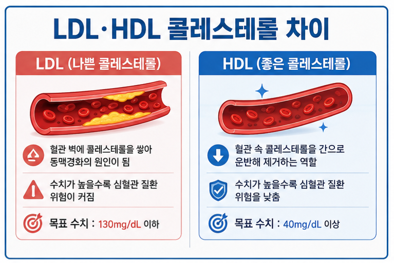 LDL HDL 콜레스테롤 차이 인포그래픽
