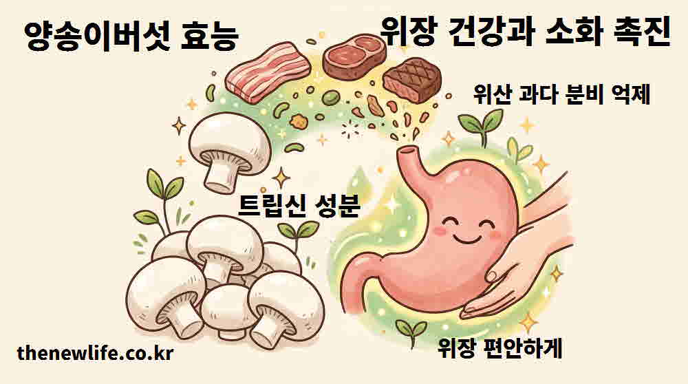 양송이버섯 효능 위장 건강 소화 촉진