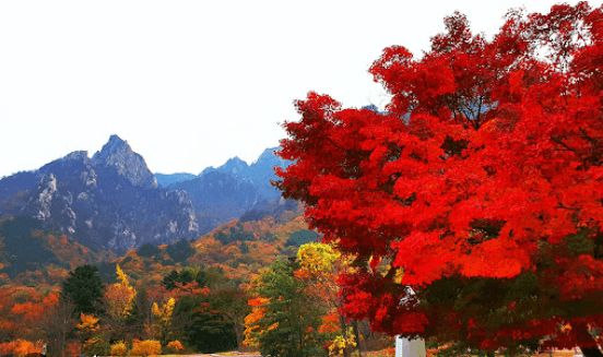 2024 설악산 단풍시기와 탐방코스 및 예약 방법