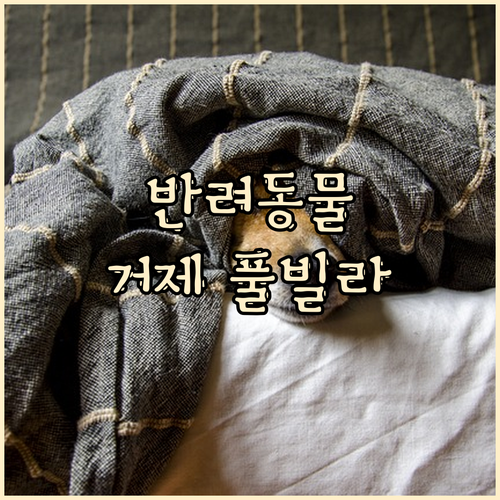 반려동물 동반 거제 여행? 프래밀리 