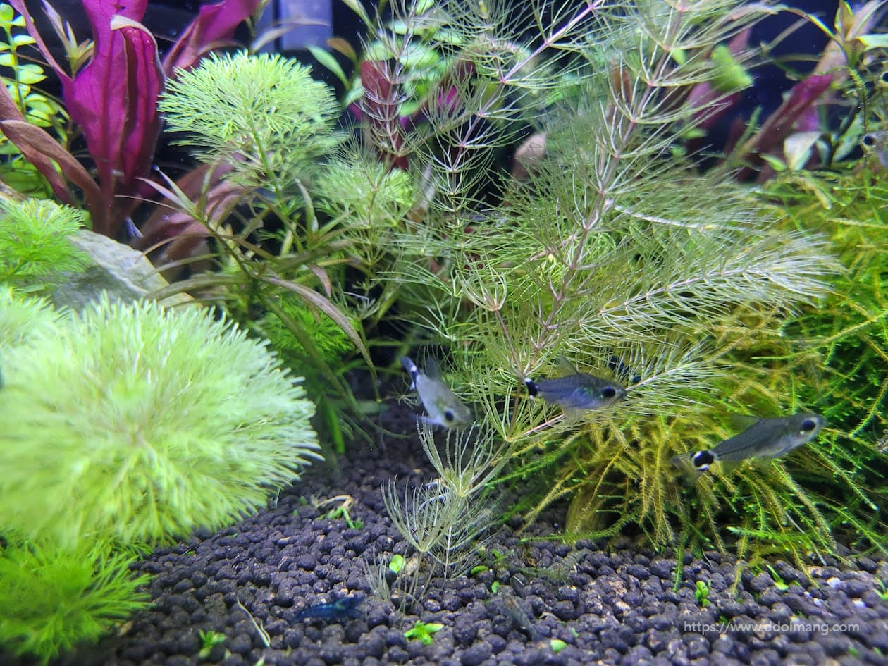 수초 사이 하스타투스