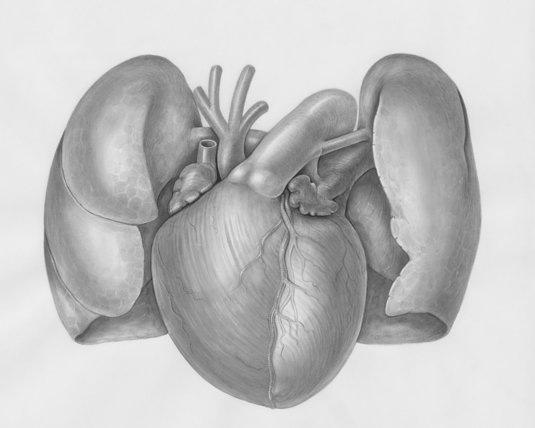 Aorta