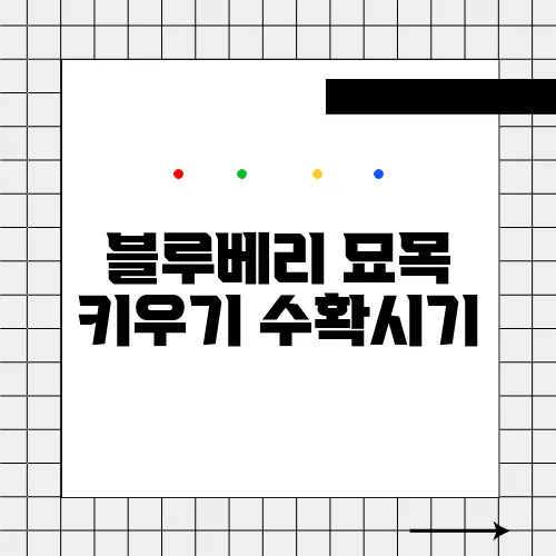 블루베리 묘목 키우기 수확시기