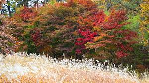 대청호반길 단풍 명소