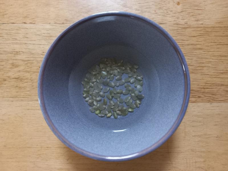 현미 발아 싹내기 실험 1일차