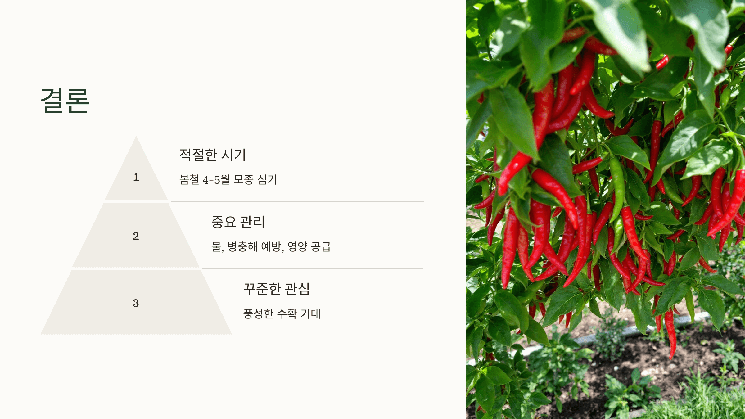 고추 사진입니다.