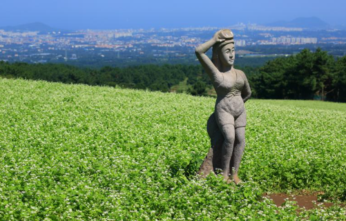 제주 보롬왓 메밀축제