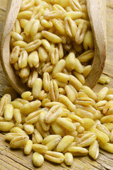 카무트 효능과 호라산밀 효능과 부작용에 대해 알아봤습니다