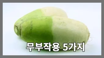 무우 효능 부작용 섭취 방법_20